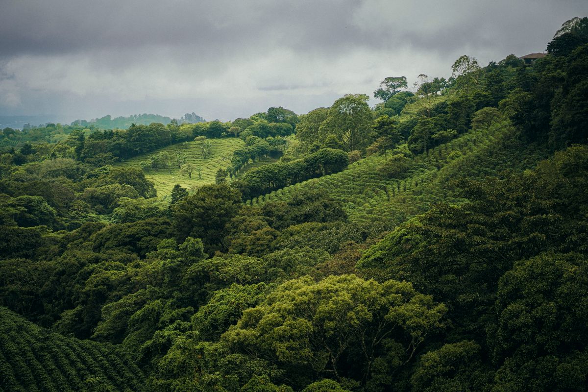 Rows of coffee bushes on steep green hillsides near Atenas, under heavy rain clouds