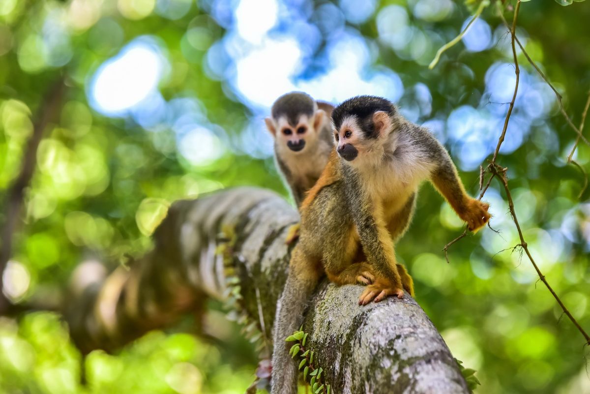 Two squirrel monkeys on a tree branch in a Costa Rican forest